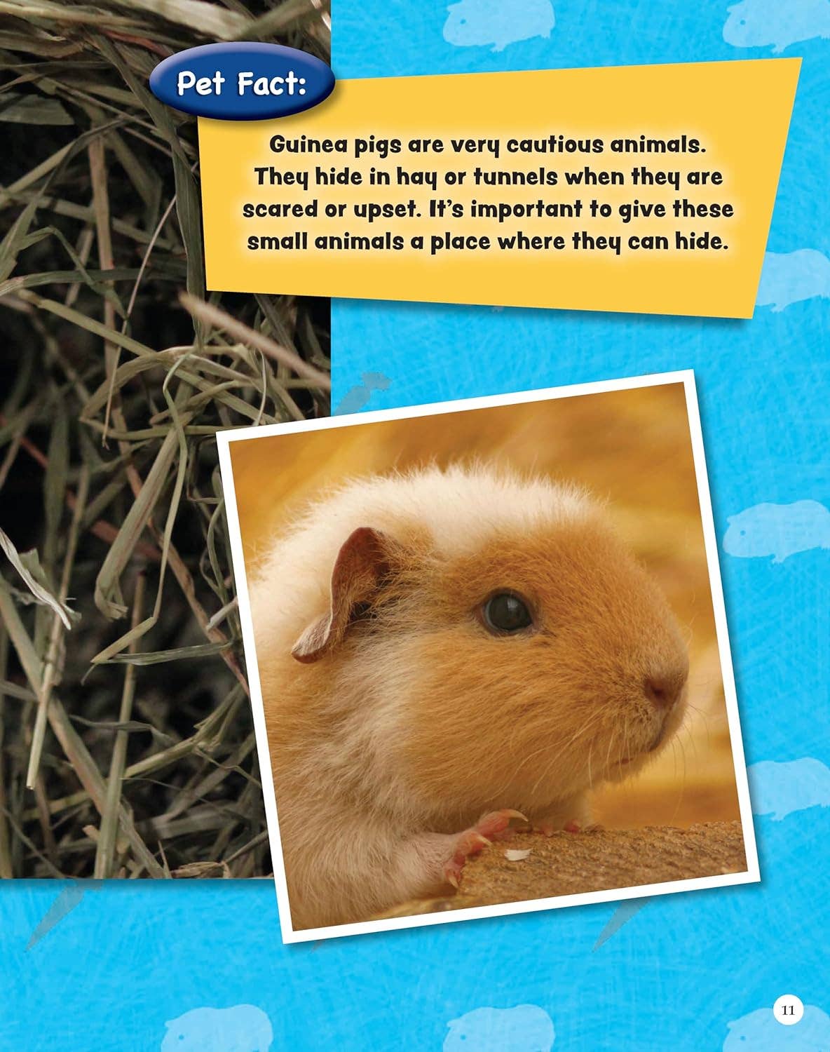 Fox Chapel Publishing - Venta al por mayor Pets - Si los animales pudieran hablar: CONEJILLOS DE INDIAS: aprenda datos curiosos (SC)2