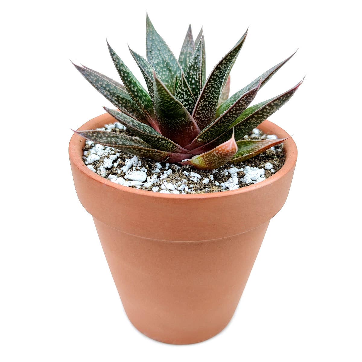 Best Plant Friend - Wholesale Succulent - Gasteria Flow Spike Aloe 2in/4in - Unique Shaped Succulent1
