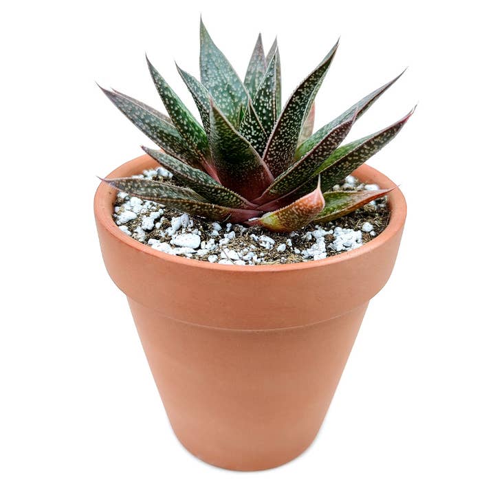 Best Plant Friend - Wholesale Succulent - Gasteria Flow Spike Aloe 2in/4in - Unique Shaped Succulent1