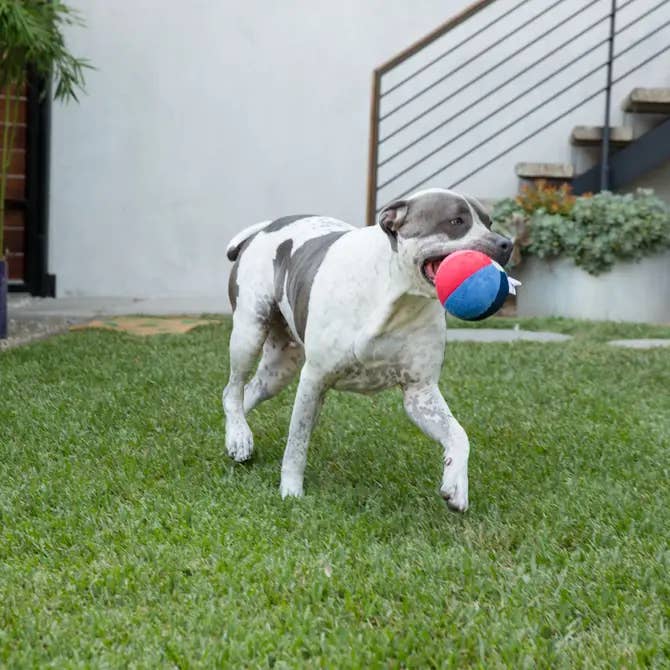 Jax & Bones - Wholesale Pet Squeaky Toy - Dog - Beach Ball Plush Dog Toy w/Squeaker (Small - 3")1