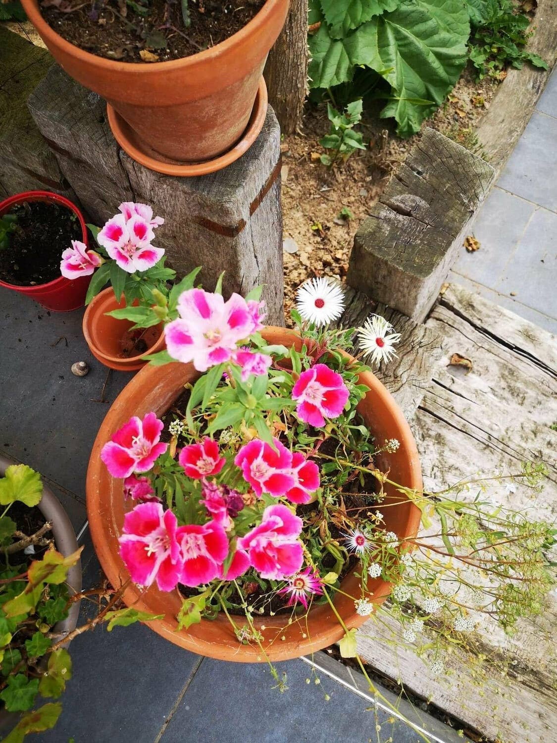 Les cartes de Lulu - Wholesale Birthday Card - “Bonne Fête” seeded planting card1