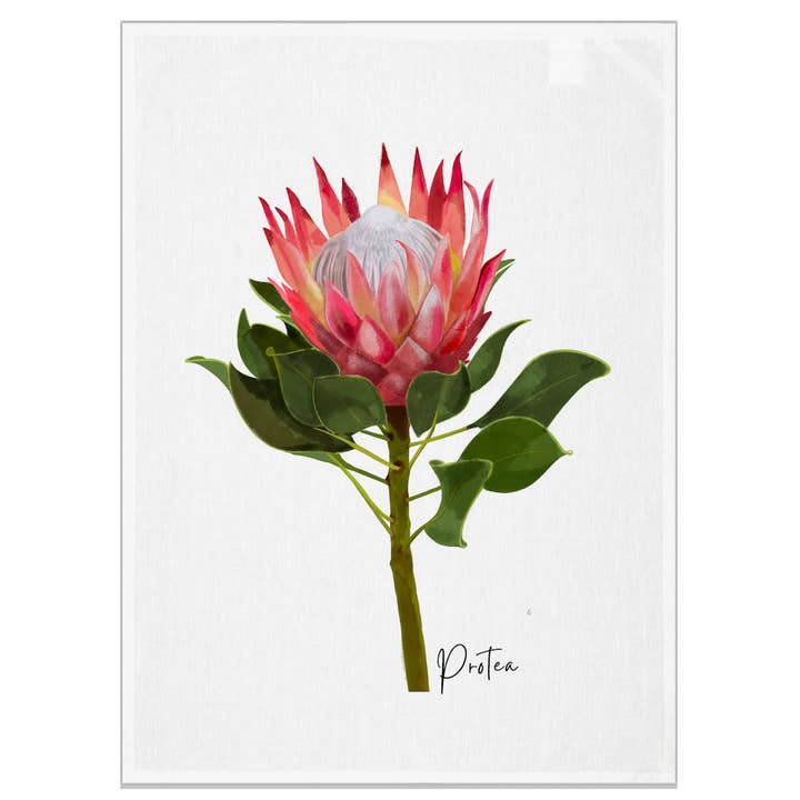 AGCT1004: Protea Tea Towel for wholesale by Australiana Gifts Co