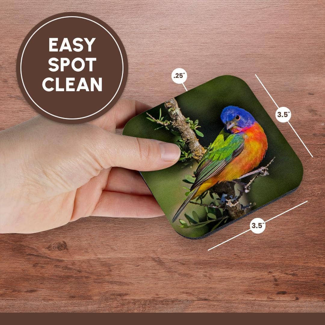 3dRose - Wholesale Coasters - 3dRose, Painted bunting foraging in brush country near the Rio Grande, Texas., Coaster13