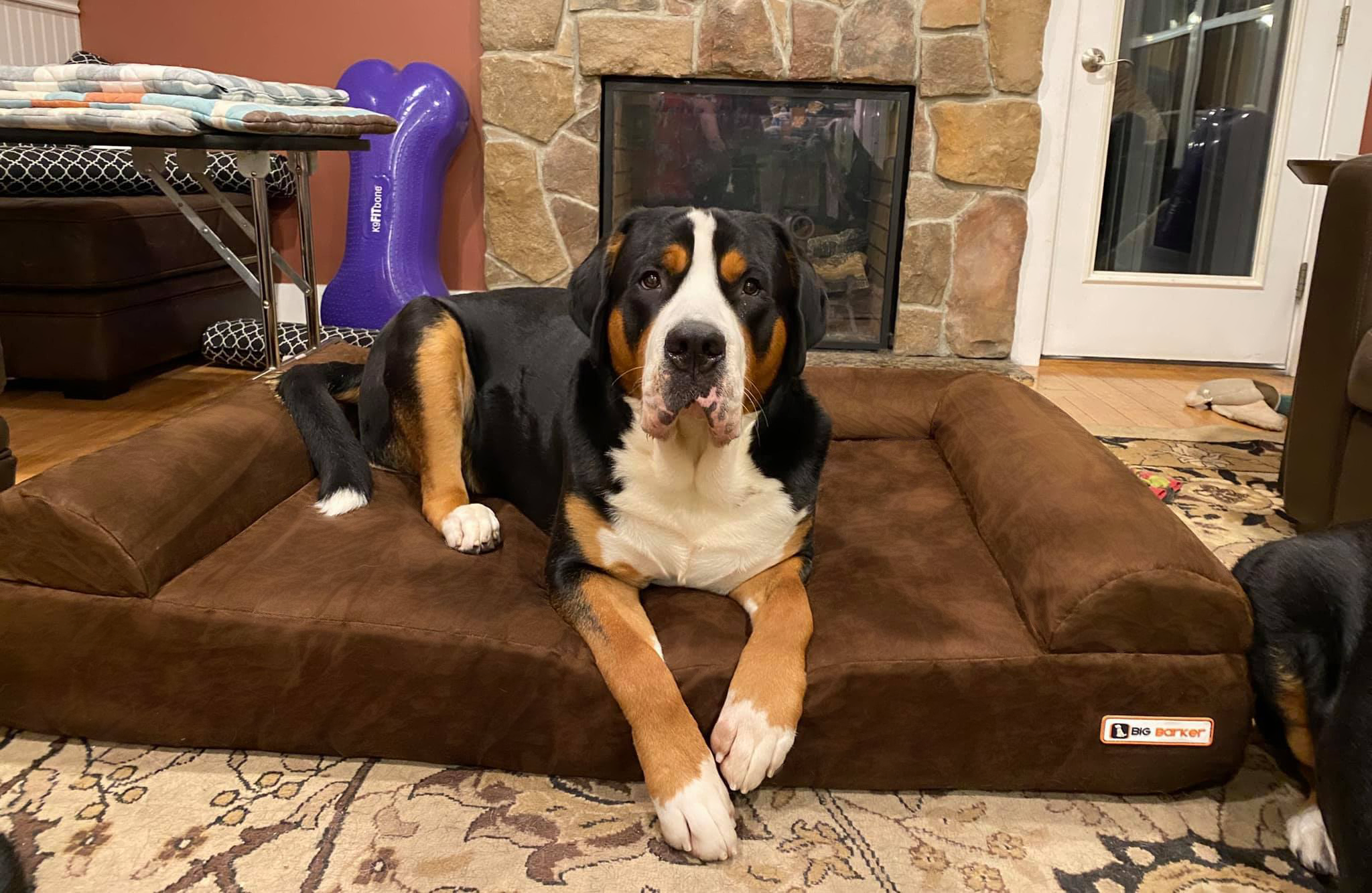 Barker Beds - Vente Panier – chien - Lit orthopédique pour chien 7" - Édition canapé16