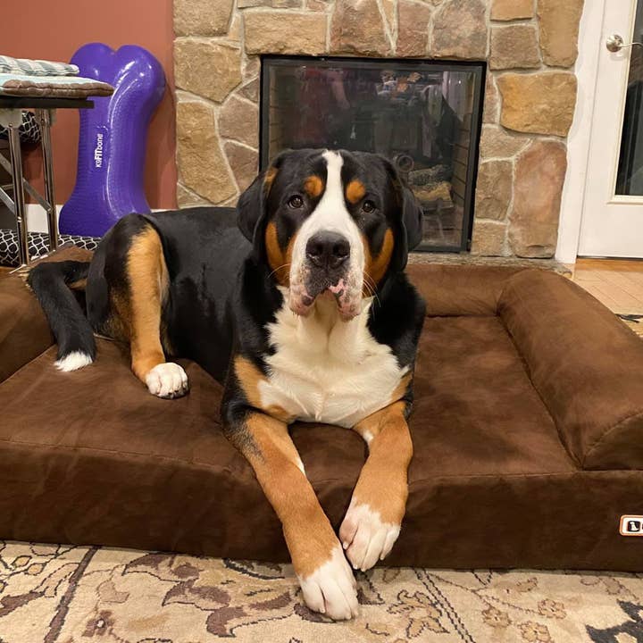 Barker Beds - Vente Panier – chien - Lit orthopédique pour chien 7" - Édition canapé16