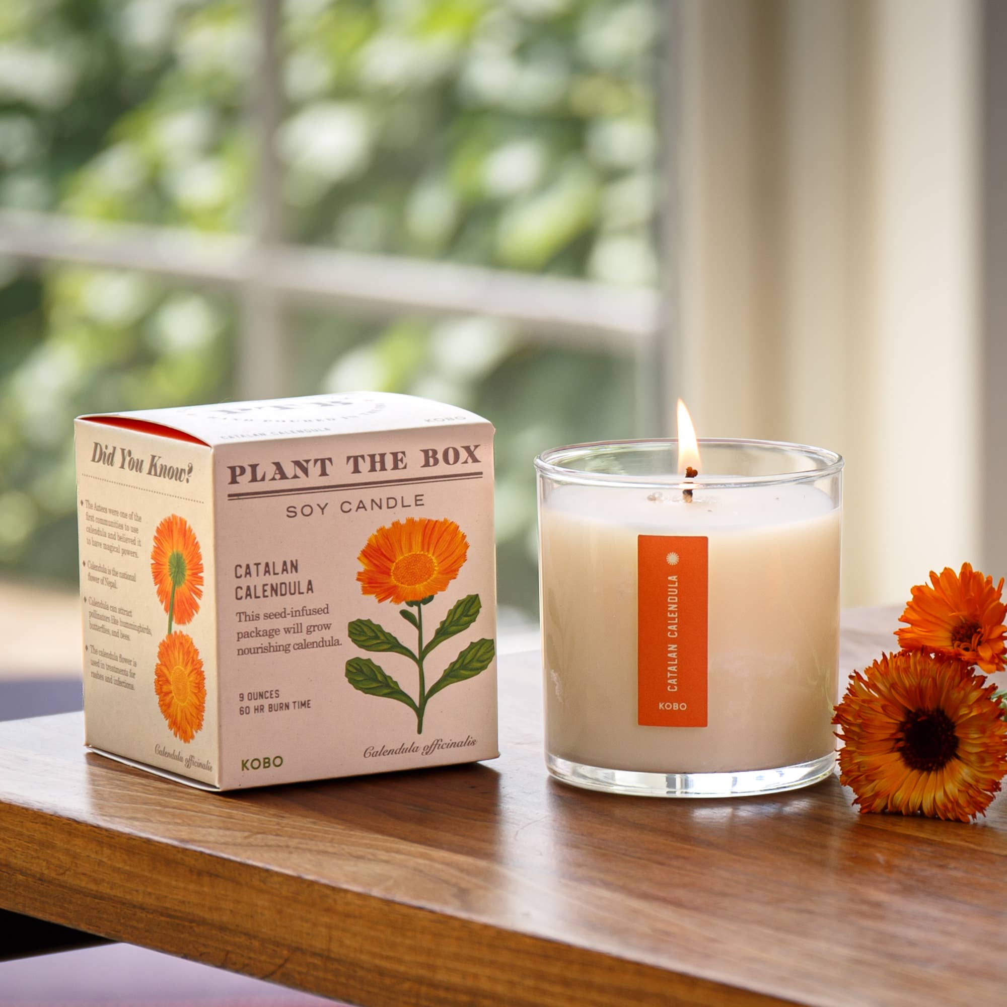 KOBO - Vendita all'ingrosso Candela in vasetto - Candela Catalan Calendula - Plant the Box - 9oz.3
