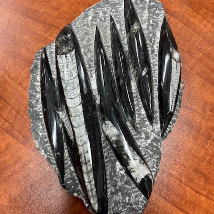 Cold River Mining - Wholesale Decorative Plate/Dish/Bowl - Black Orthoceras Plaque- Sold By the Piece0