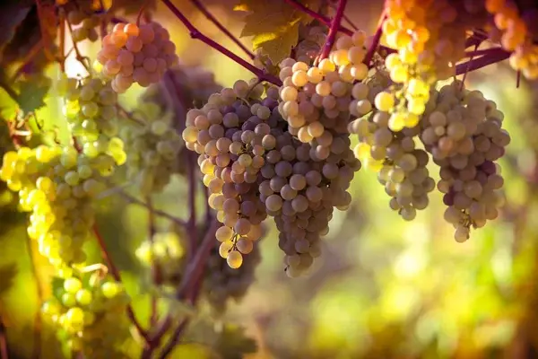 MAGIU SRL - Wholesale White Wine - Pecorino Terre di Chieti IGT1