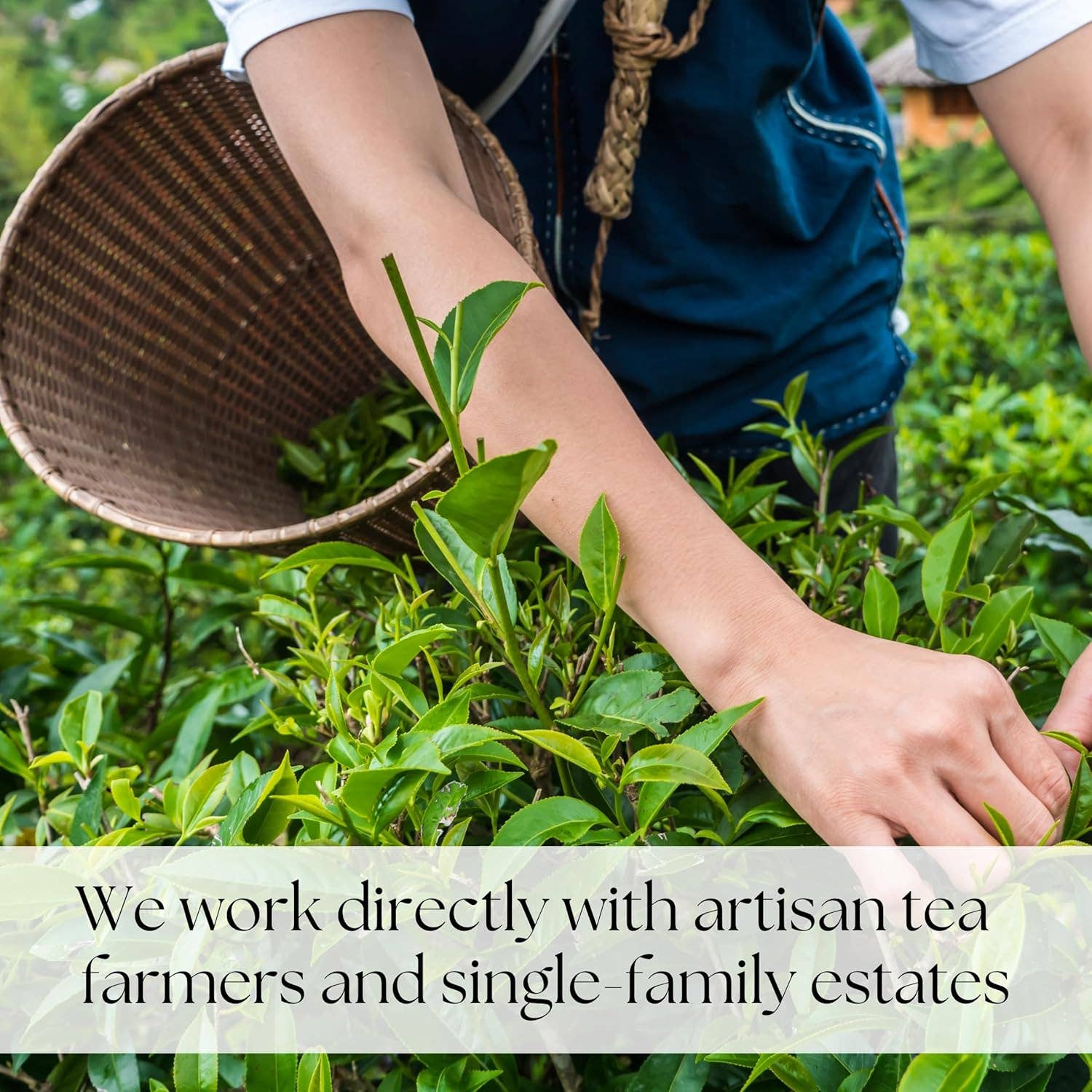 Unboxme - Wholesale Health/Detox Tea - The Healer Tea By Happytea - Organic Rooibos Ginger Tea5