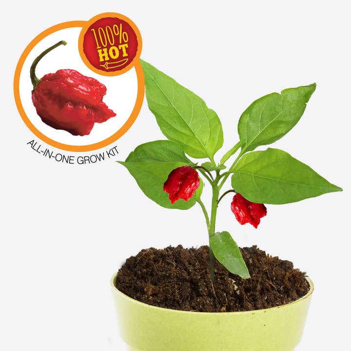 Heebie Jeebies - Wholesale Plant Seeds - Carolina Reaper Plant Growing Kit
