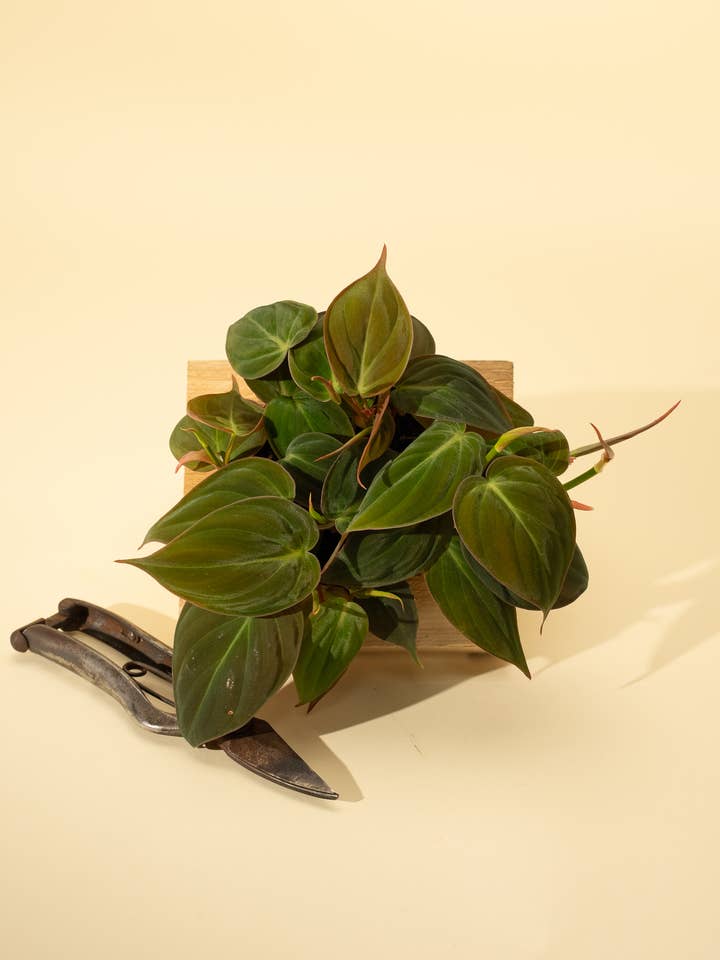 4" Philodendron 'Micans' for wholesale by BWH Plant Co