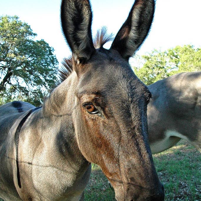 Donkey - Everyday Greeting Card Handmade for wholesale by Ann Woodall Studios