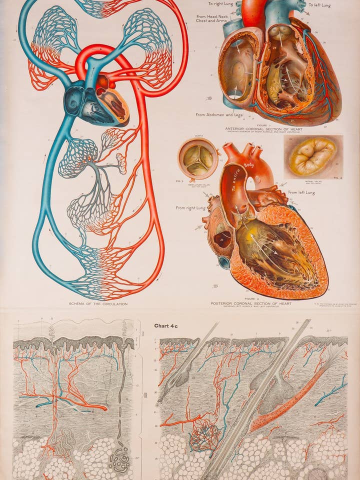 Amerikanske Frohse Anatomiske Wallcharts, Plade 4 for engroshandel hos Print Collection