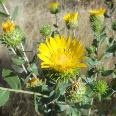 Bloom Bombs - Wholesale Plant seeds - California Native Wildflower Seed Balls 14oz.9