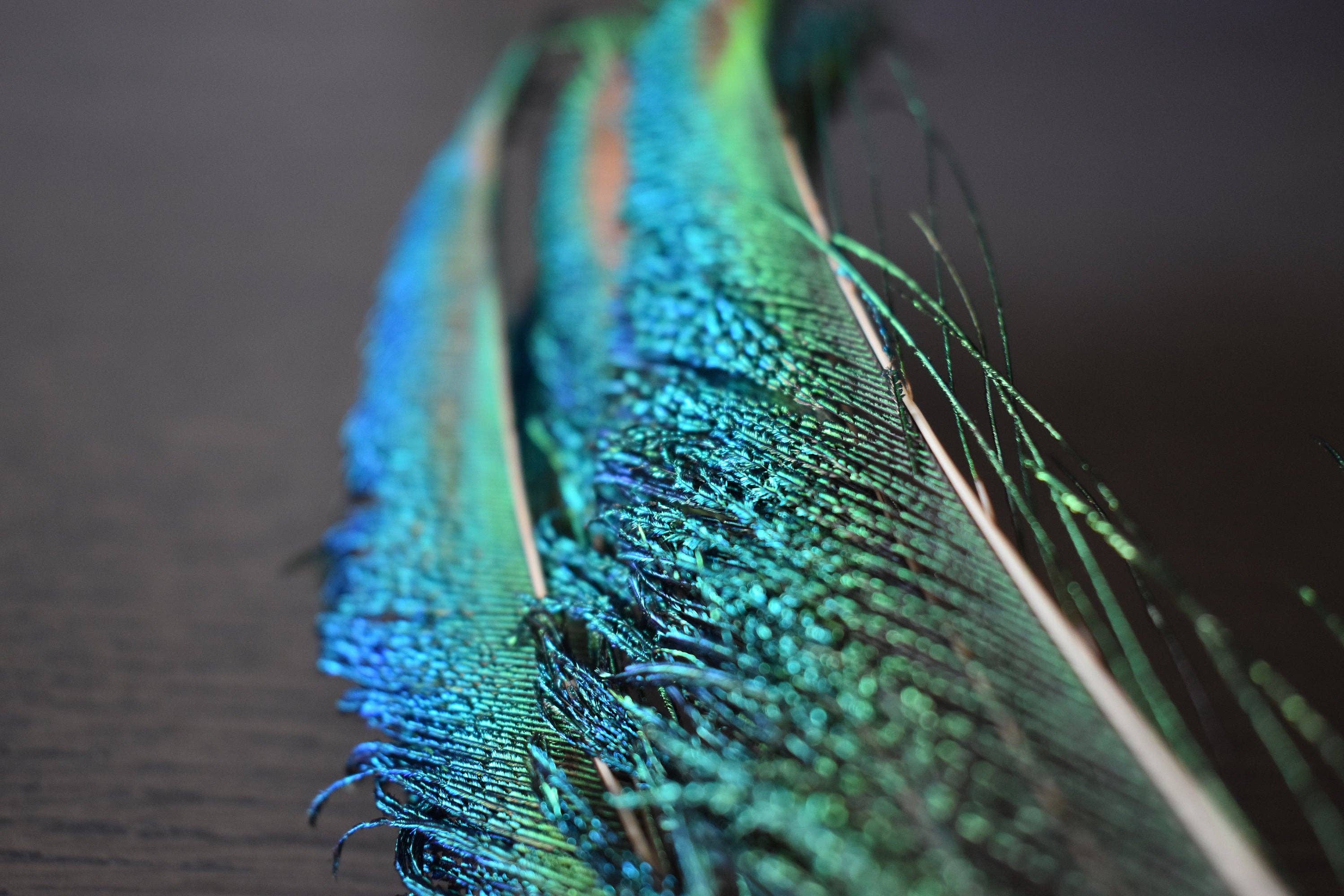 Plumes Naturelles - Wholesale Gedroogde/geperste bloemen - Peacock Feathers zwaard 25 centimeter12