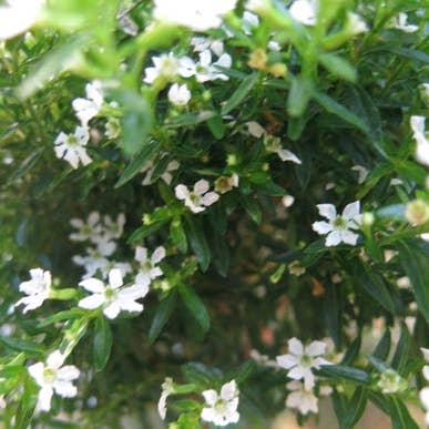 Topiaire de bruyère mexicaine blanche vivante dans un pot de 4 pouces pour la vente par Sunrise Topiaries