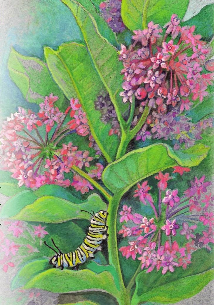 Sow True Seed - Wholesale Plant Seeds - Milkweed Seeds - Common1