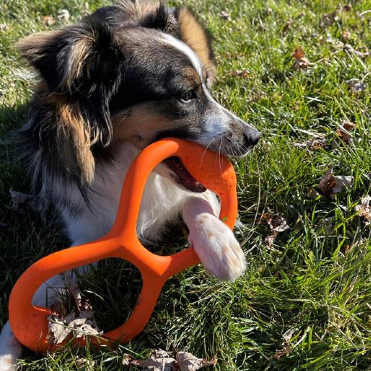 Tall Tails - Wholesale Pet Toy - Dog - GOAT Natural Rubber Tug Dog Toy6