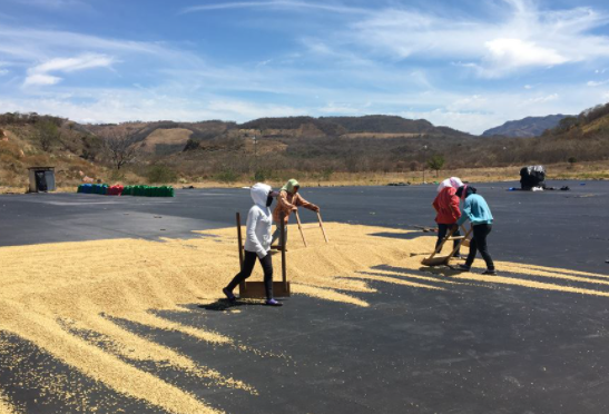 Red Rooster Coffee Roaster - Wholesale Coffee Beans - Organic Nicaragua Dark Roast - Coffee Beans6