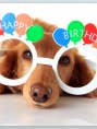 Lunettes de chien Happy Birthday pour la vente par jungle brands ltd