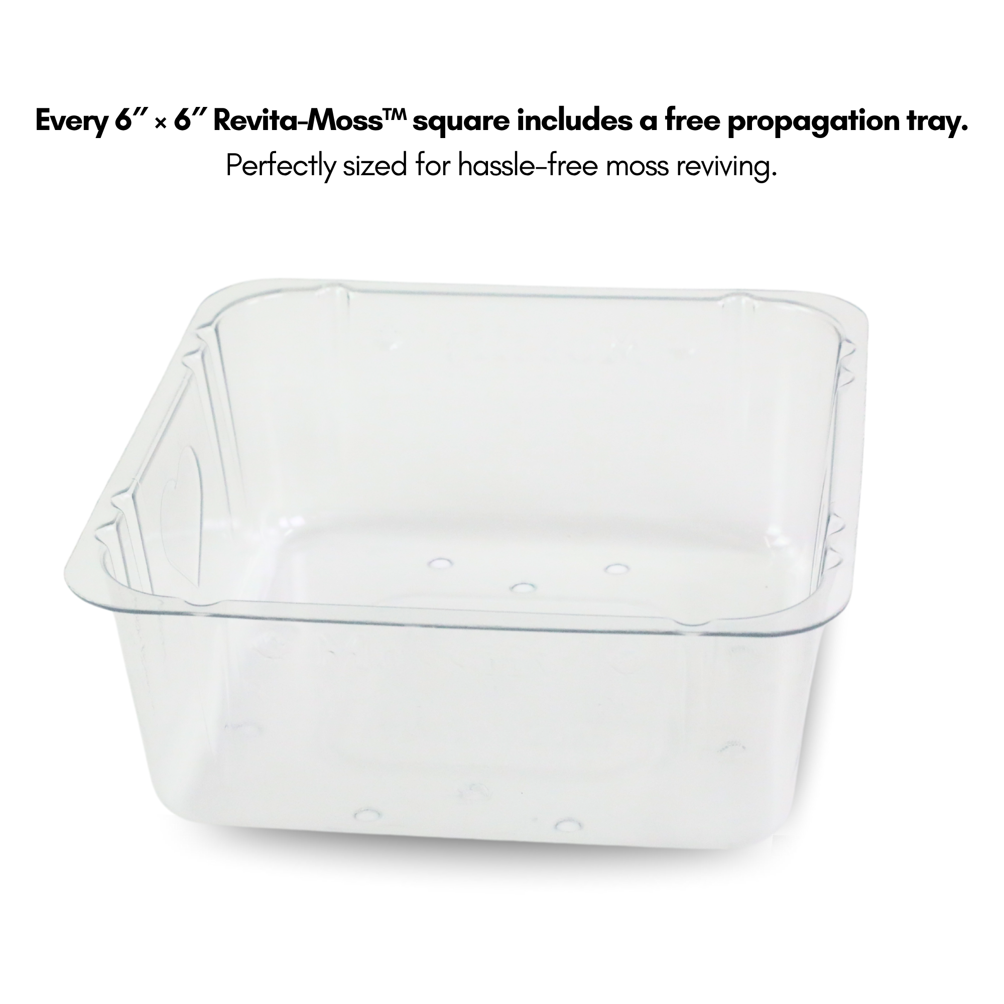 Mossify - Wholesale Live Plant - Revita-Moss Mixed Pack – 4 Species of live / dormant moss7