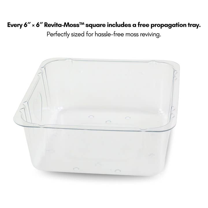 Mossify - Wholesale Live plant - Nat. Canadian Sphagnum Moss β Live or Dormant Moss for Plant5