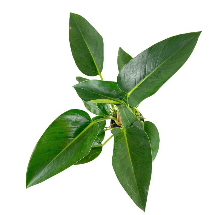 Best Plant Friend - Wholesale Live Plant - Philodendron Congo Green 6in - Lush Indoor Plant for Home