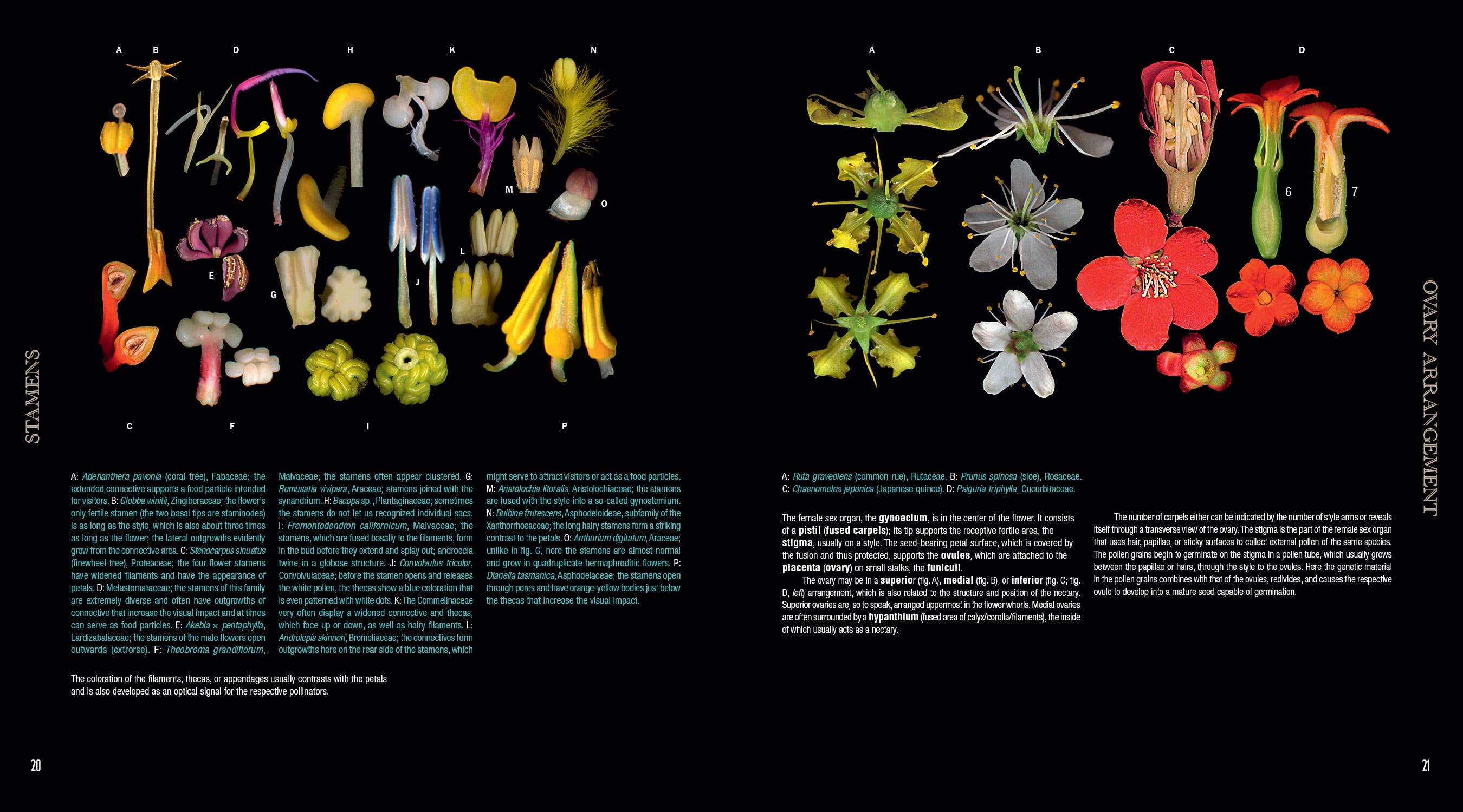 Schiffer Publishing - Vente Nature & Outdoors - Atlas des plantes à fleurs3