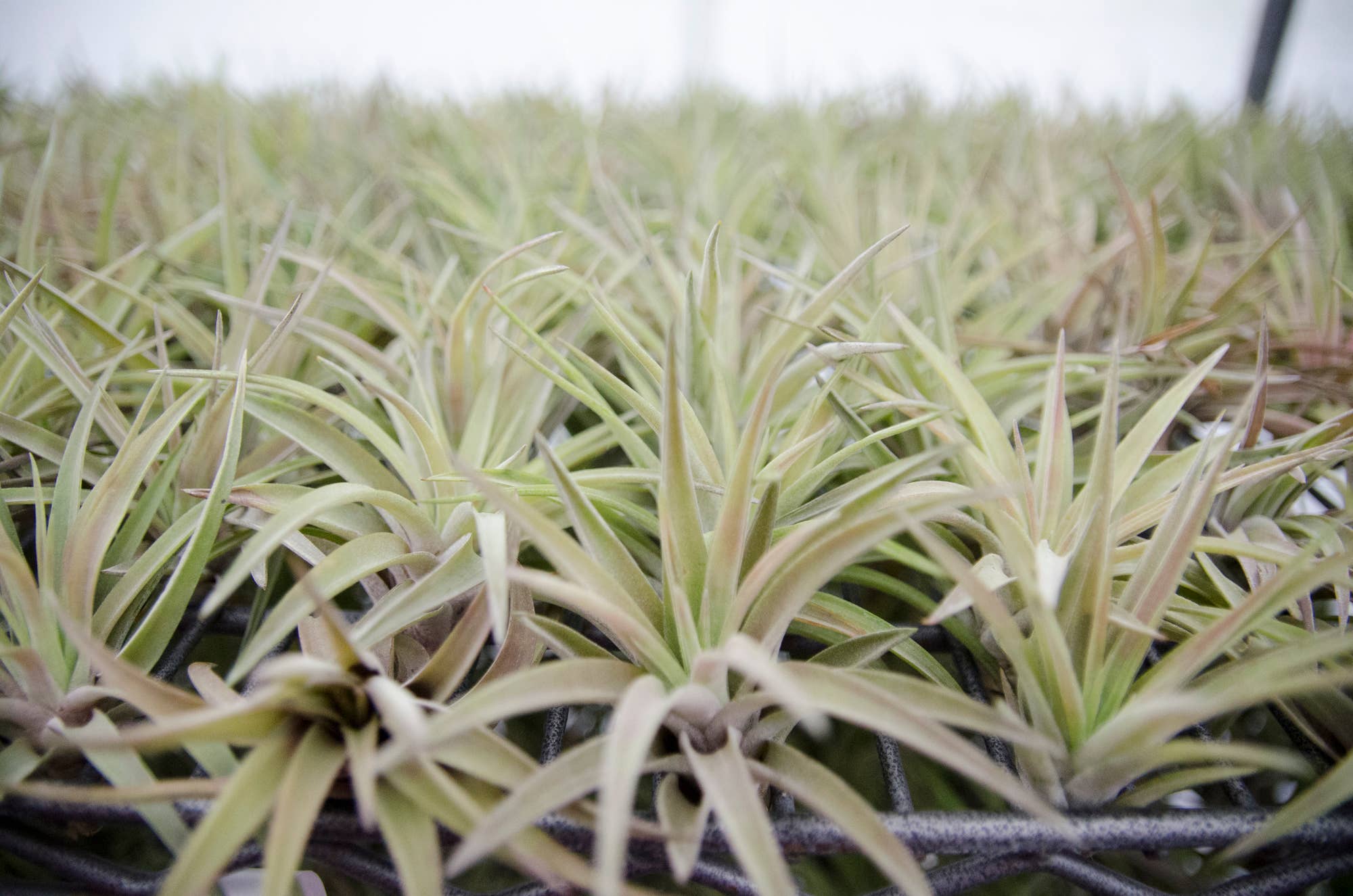 The Artizan Way - Vente Plante - Tillandsia Velutina - Plante Air Live9