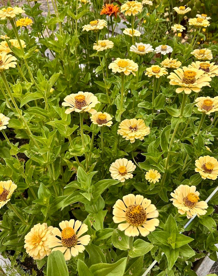 Decker Rd. Seeds - Wholesale Plant Seeds - Zinnia 'Isabellina' Flower Seeds3