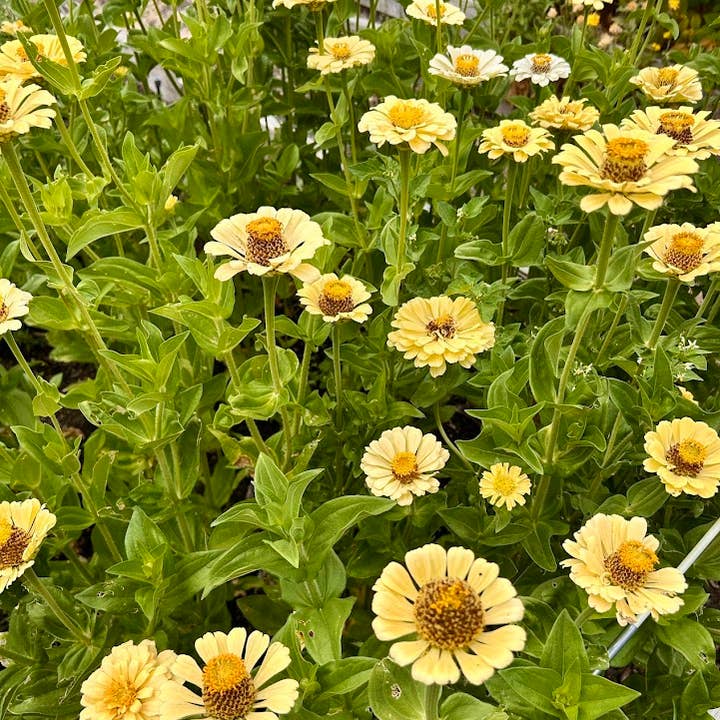 Decker Rd. Seeds - Wholesale Plant Seeds - Zinnia 'Isabellina' Flower Seeds3