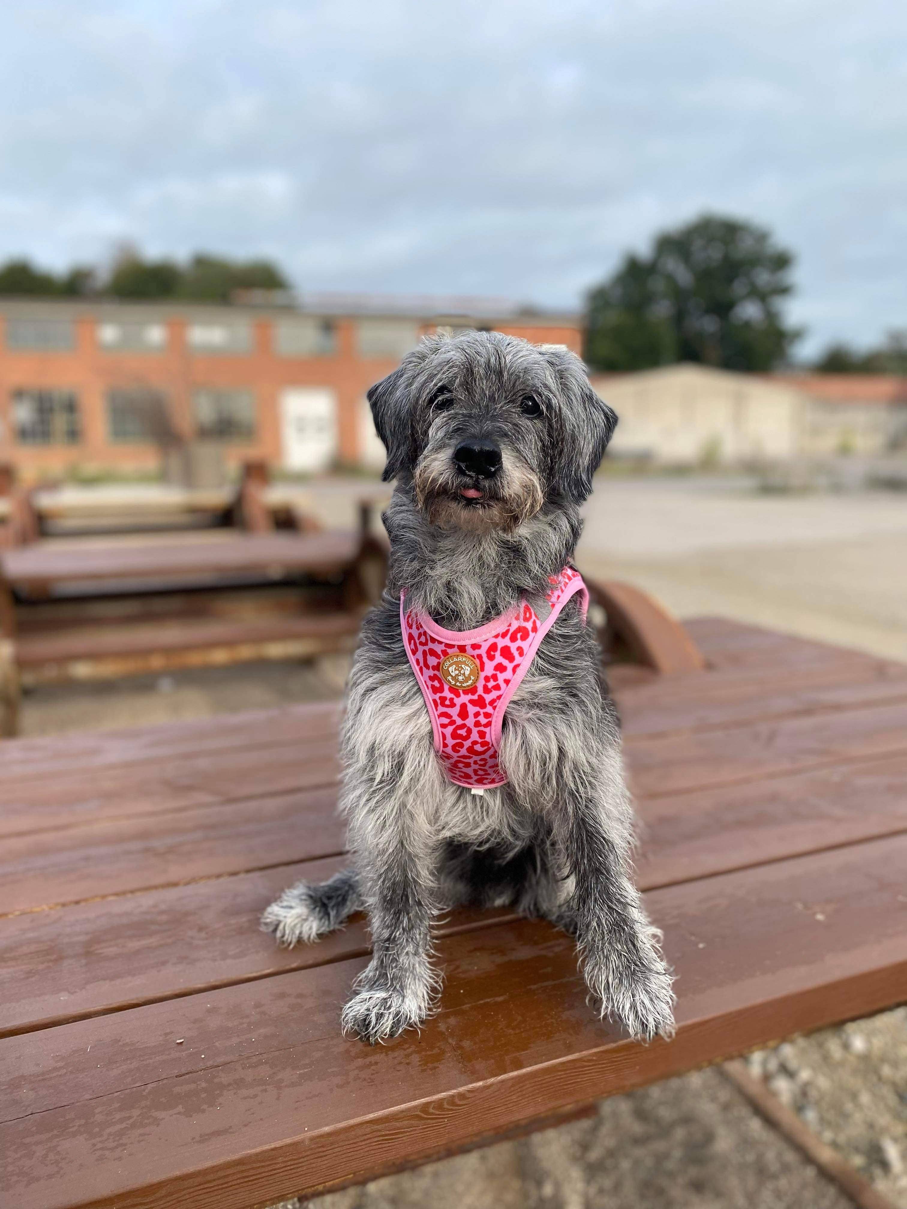 Collarfull - Wholesale Pet Harness - Dog - Tiny Trails step-in dog harness - Pink Panther4