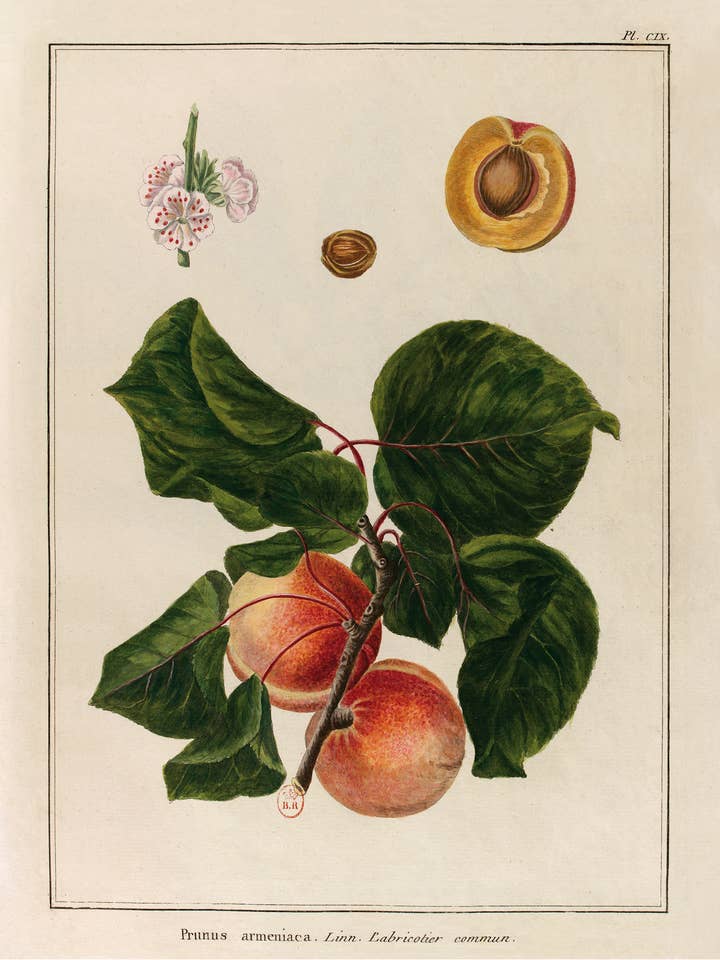 Abrikozen – De grote buitengewone tuin voor wholesale door Les Jolies Planches