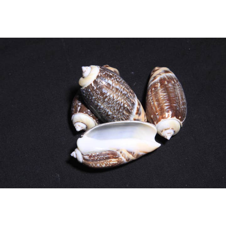 GIBBOSA OLIVE 2-2 1/2" for wholesale by Darlene's Shells