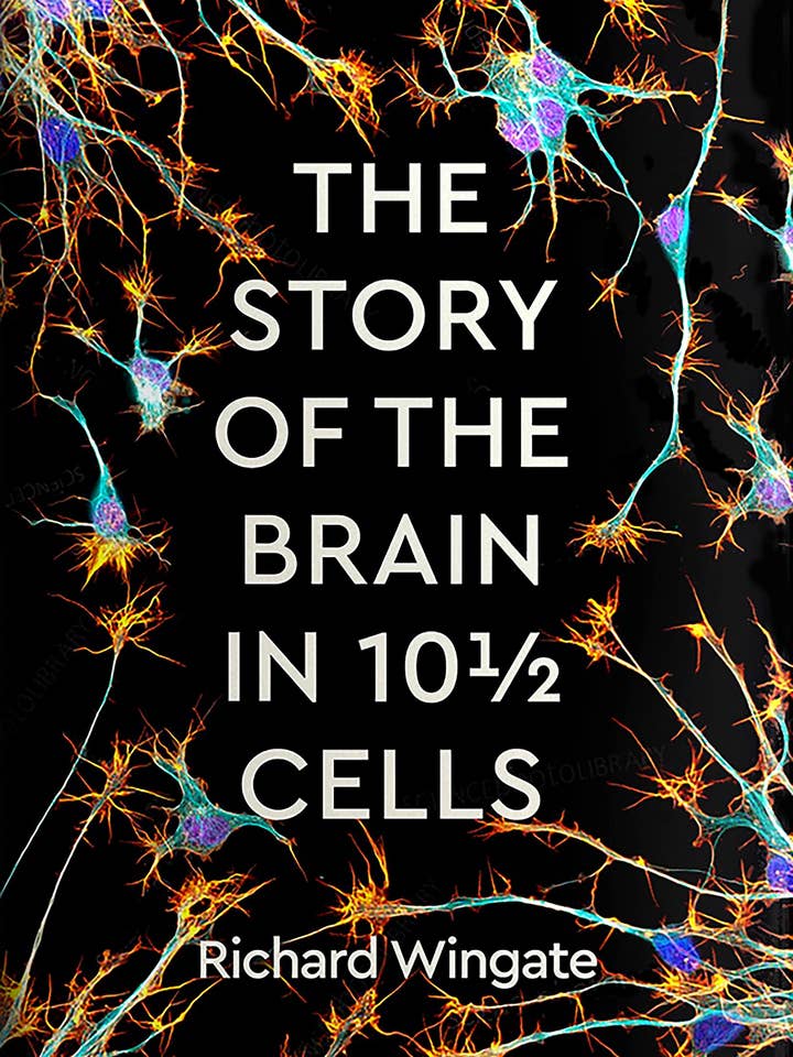 Story of the Brain in 101/2 Cells by Wingate, Richard for wholesale by Boon Books