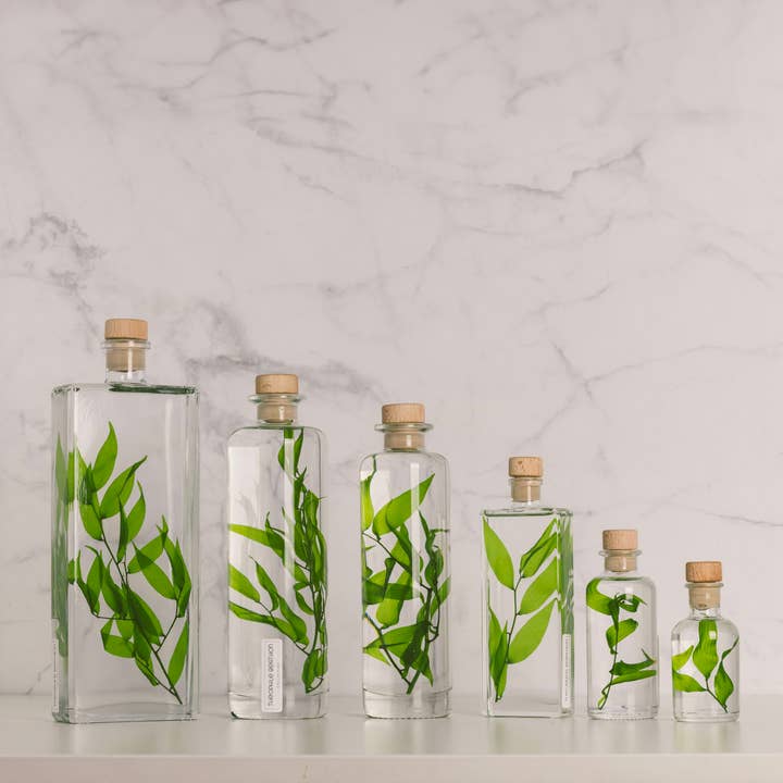 Theophile Berthon - Wholesale Live Plant - L'Herbarium Ruscus Italien light green - submerged plant