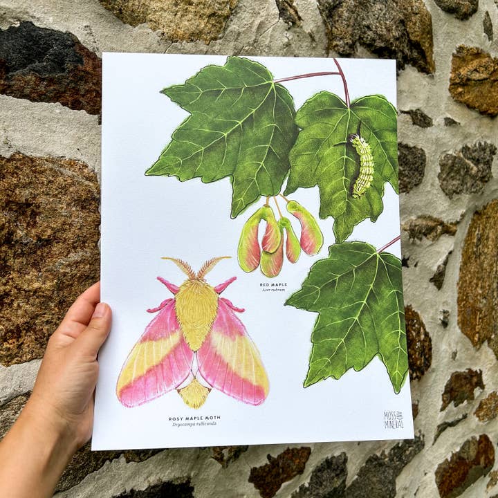 Moss and Mineral - Wholesale Art Print - Rosy Maple Moth and Red Maple, Botanical Illustration1
