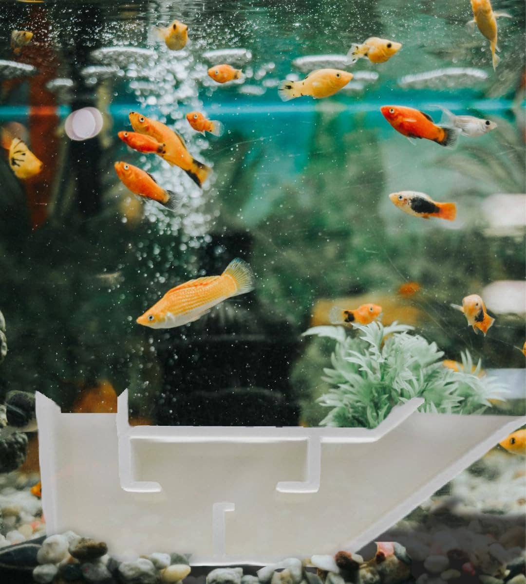 Chatelet - Wholesale Pet Toy - Not Cat/Dog - Chatelet Aquarium Underground Tunnel | Fish & Shrimp Hideout for Aquariums | Unique Underground Viewing Tunnel | Made in USA3