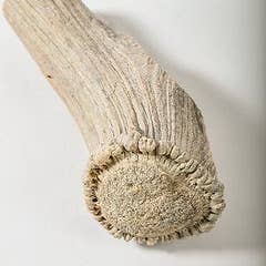 QT Dog, LLC - Wholesale Pet Chew Toy - Dog - Antlerz2