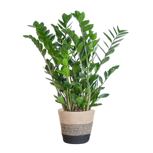 Oasis of Life - Wholesale Live Plant - Zamioculcas Zamiifolia ZZ Plant – robust houseplant ↕80cm Ø21cm – easy-care emerald palm in sustainable Viber pot black0