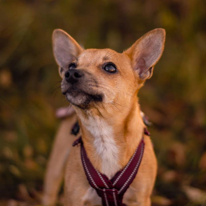 CityDogs - Wholesale Pet Harness - Dog - Earthpaws - Adjustable padded y harness