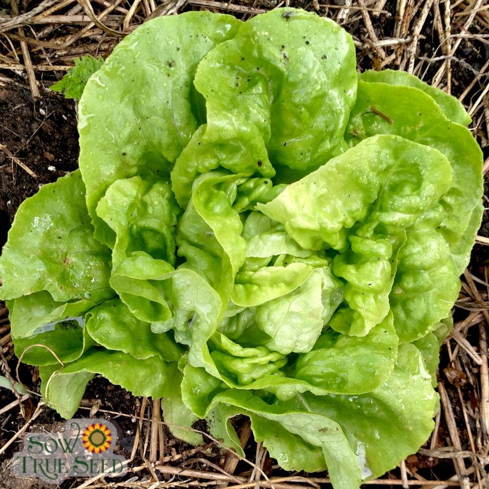 Sow True Seed - Vente Graines de plantes - Graines de laitue - Buttercrunch, BIO1