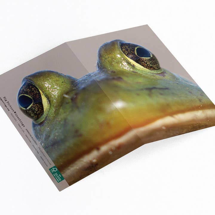 Aqua Bull - American Bullfrog Everyday lykønskningskort for engroshandel hos Elster Photography/Big Picture Greetings