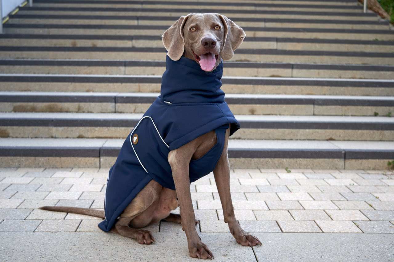 Marina de medianoche Abrigo de invierno para perros Oskar en azul marino de venta al por mayor en Faire