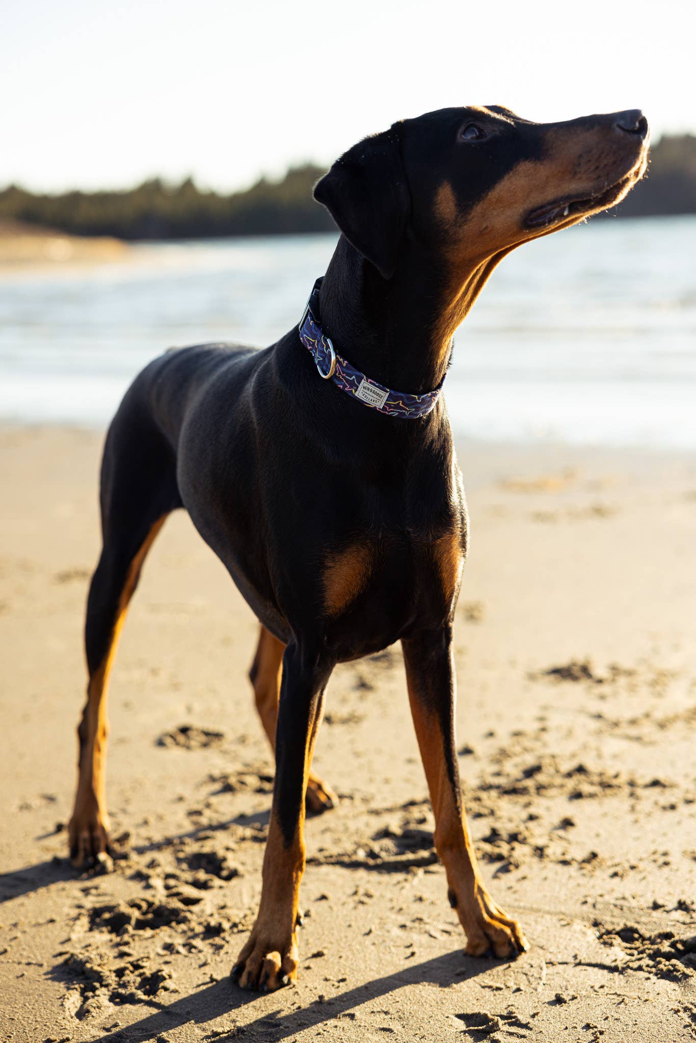 Hen and Goose Pet Supply Co. - Vente Collier – chien - Collier pour chien en tartan de la Nouvelle-Écosse8