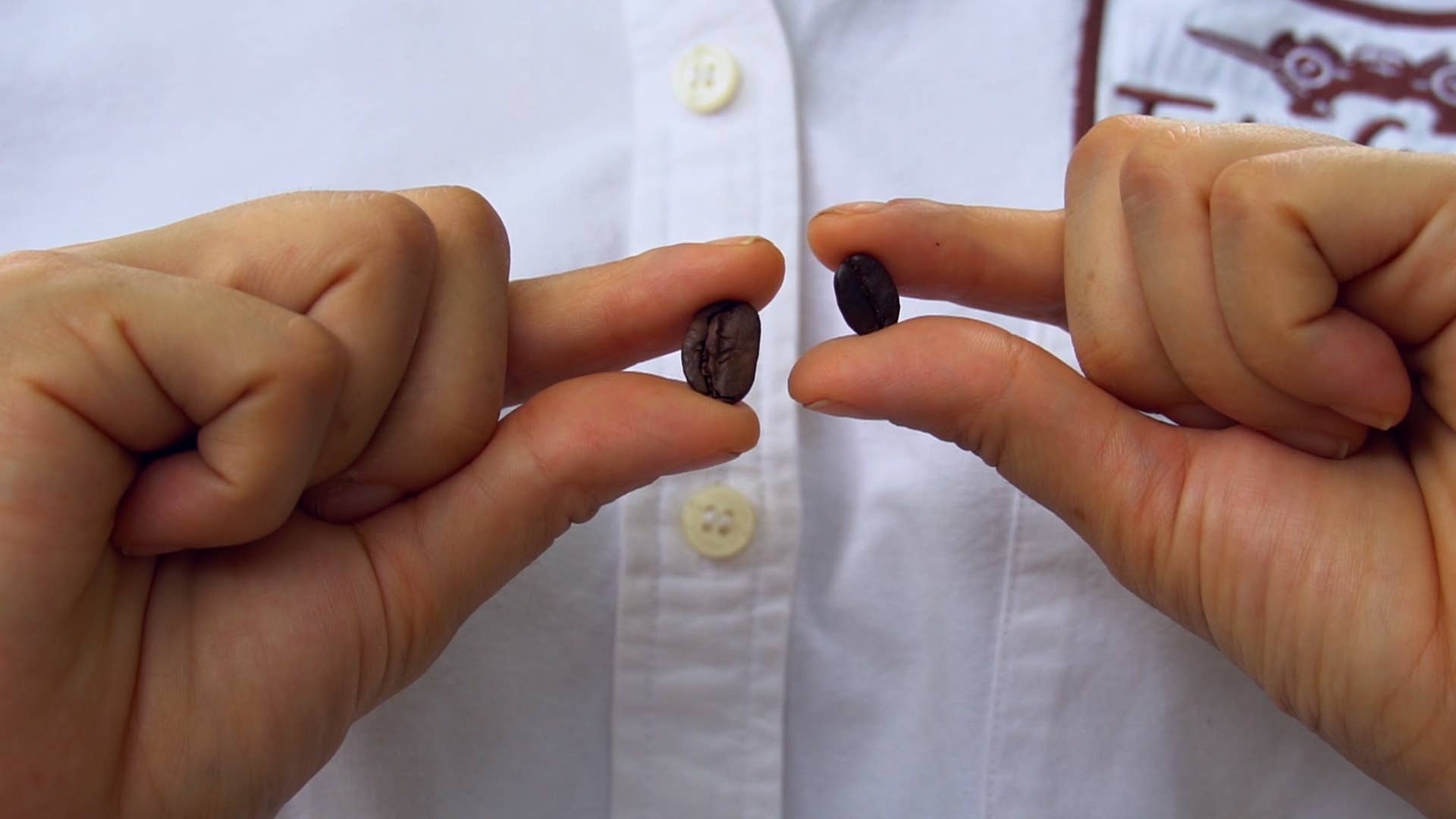 Twin Engine Coffee - Wholesale Ground Coffee - Elefante Reserve Maragogype  Organic Fair / Ground COFFEE4