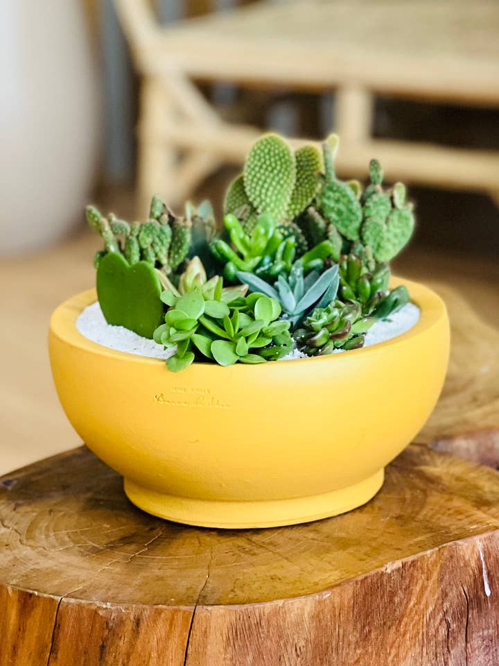 Coupe Désert pour la vente par Branca de Neve Home Jungle