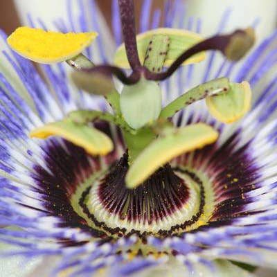 Oasis of Life - Wholesale Live Plant - Blue Passionflower – Passiflora caerulea – Ø15cm – approx. 65cm high – Hardy climbing plant with exotic flowers – For pergola, fence & trellis