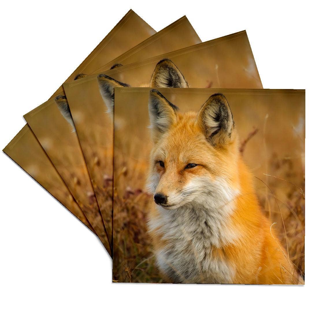 3dRose - Wholesale Coasters - 3dRose, Red Fox, Coaster0