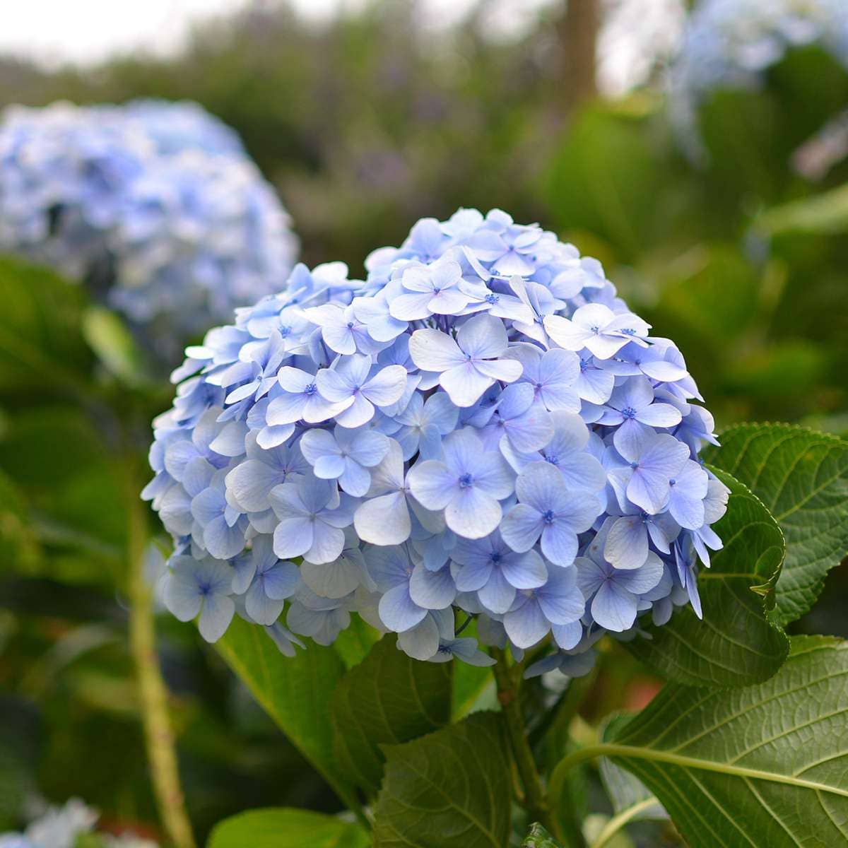 Oasis of Life - Vendita all'ingrosso Piante vive - Ortensia Hydrangea – 3 piante – Hydrangea macrophylla Teller 'Nizza' – Altezza 25–40cm – Ø9cm – Ortensia blu con grandi infiorescenze – Resistente al freddo & facile da curare – Per giardino, aiuola & vaso5